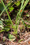 Osceola's plume <BR>Death camas <BR>Crow poison